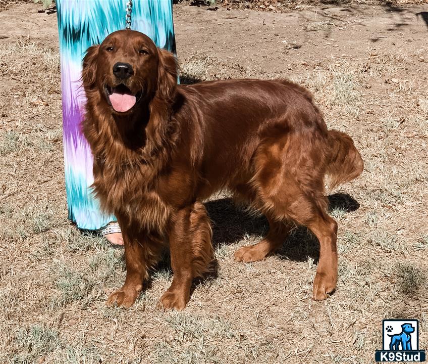 a golden retriever dog sitting on the ground