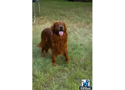 a golden retriever dog standing in a grassy area