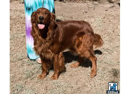 a golden retriever dog sitting on the ground