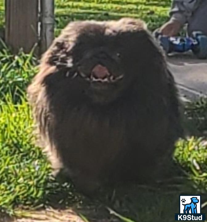a large brown pekingese dog