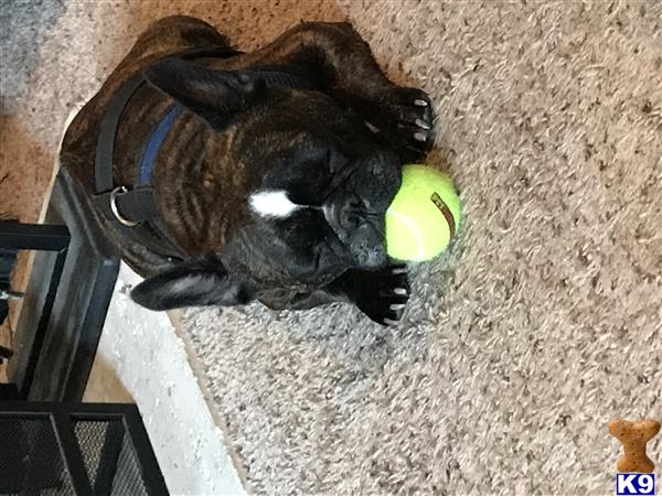 a french bulldog dog lying on the ground