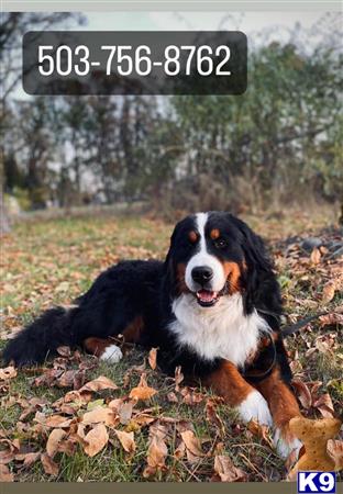 a bernese mountain dog dog lying in leaves