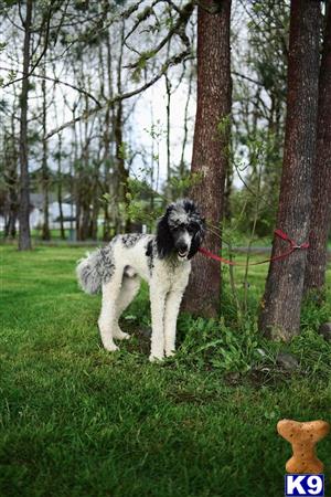 a poodle dog standing on grass by trees