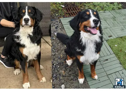 a bernese mountain dog dog sitting on a sidewalk