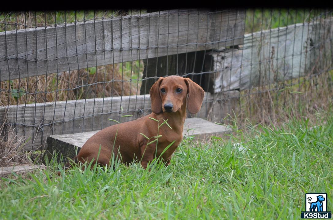 a dachshund dog lying in the grass