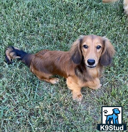 a dachshund dog lying in the grass