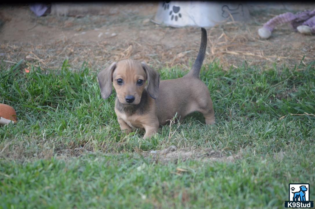 a dachshund puppy sitting in the grass