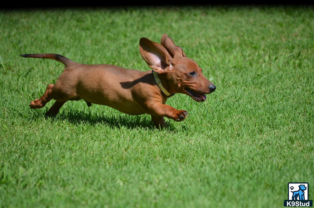 a dachshund dog running in a grassy area