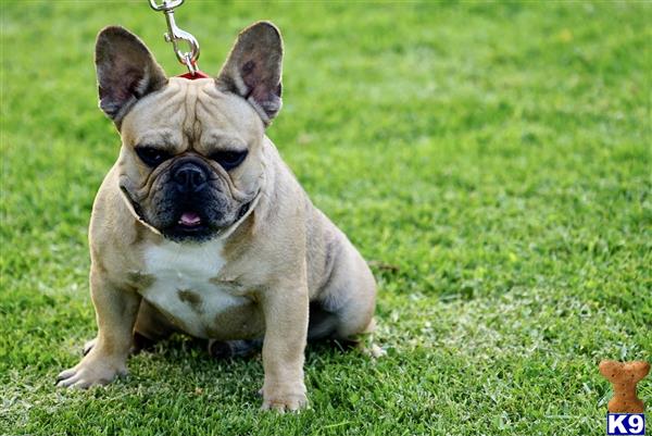 a french bulldog dog on a leash