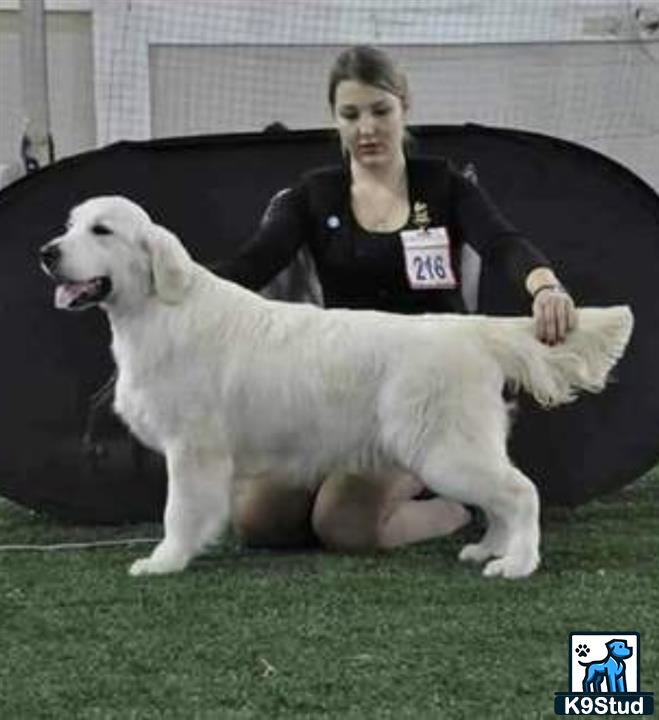 a person sitting on a golden retriever dog