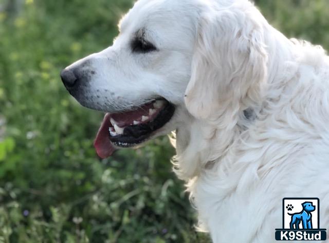 a white golden retriever dog with its mouth open