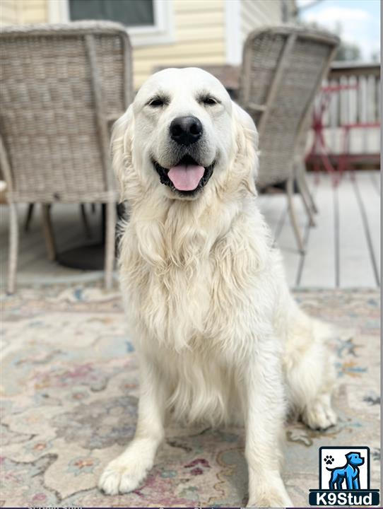 a golden retriever dog sitting on a carpet