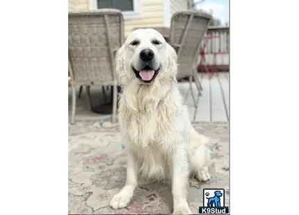 a golden retriever dog sitting on a carpet