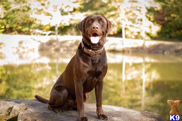 a labrador retriever dog sitting on a rock