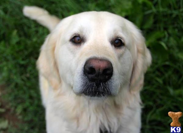 a white golden retriever dog with a white background