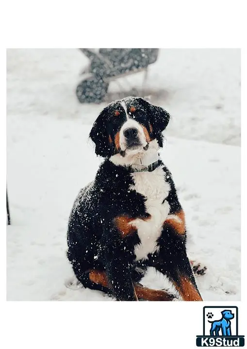 Bernese Mountain Dog