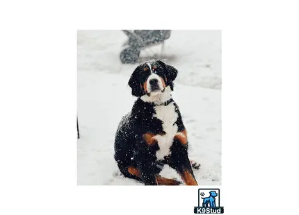 Bernese Mountain Dog