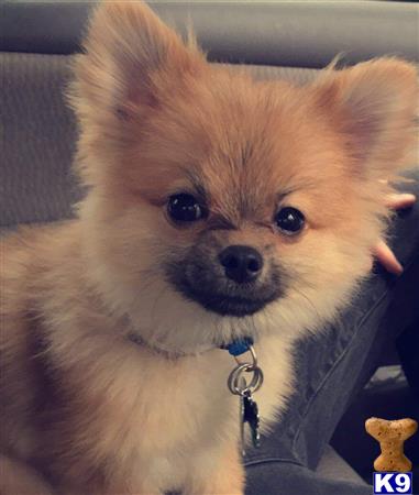 a pomeranian dog looking at the camera