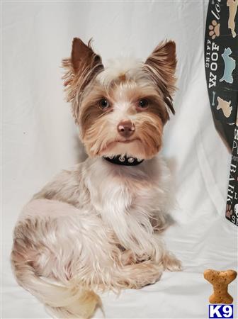 a yorkshire terrier dog sitting on a couch