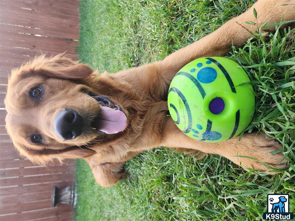 a golden retriever dog with a ball in its mouth