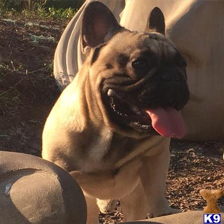 a french bulldog dog with its tongue out