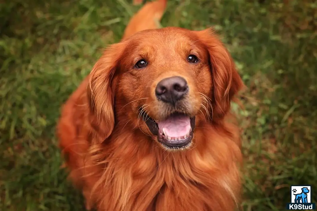 a brown golden retriever dog with its mouth open