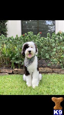 a poodle dog standing in the grass