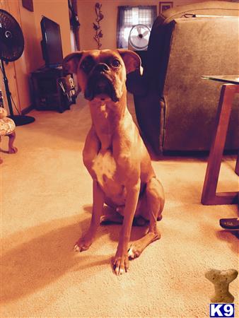 a boxer dog sitting on the floor