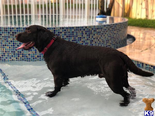a black labrador retriever dog in a pool