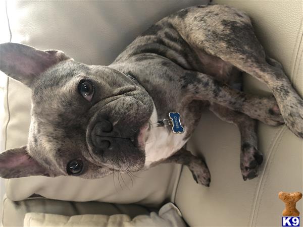 a french bulldog dog lying on a bed