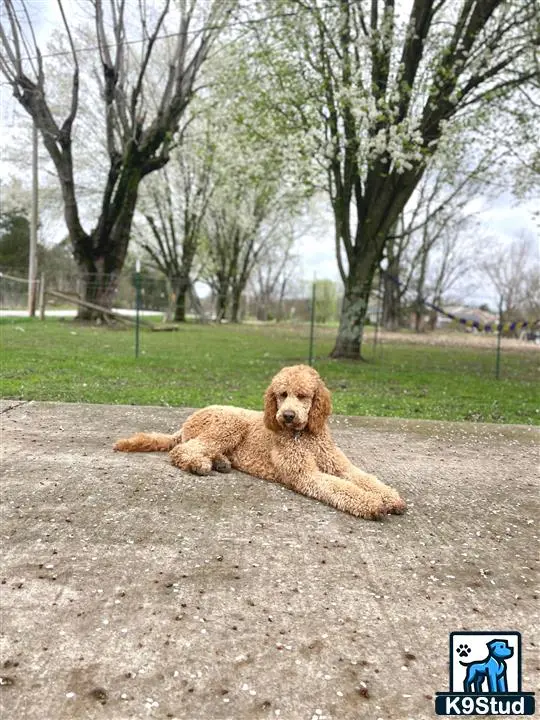a poodle dog lying on the ground