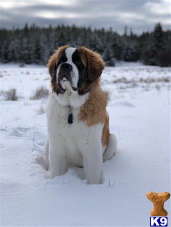a saint bernard dog standing in the snow