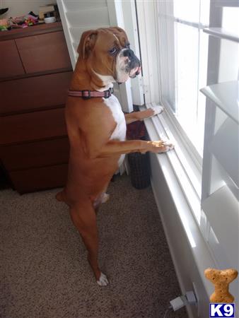 a boxer dog with a gun in its mouth