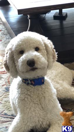 a white poodle dog with a blue bow tie