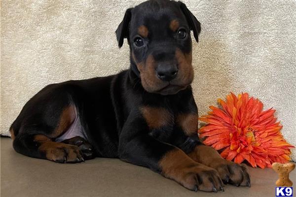 a doberman pinscher dog lying on the floor with a flower in its mouth