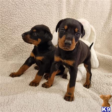 two doberman pinscher dogs sitting on the ground