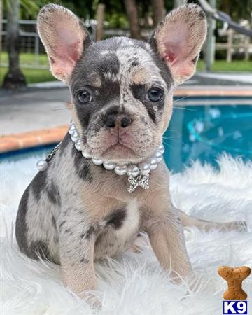 a small french bulldog dog with a collar