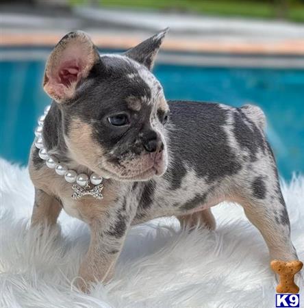 a french bulldog dog running on a road