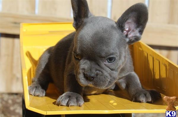 a french bulldog puppy sitting on a yellow chair