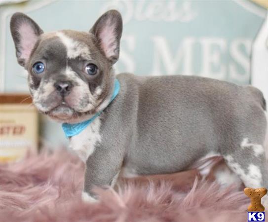 a small french bulldog dog with blue eyes