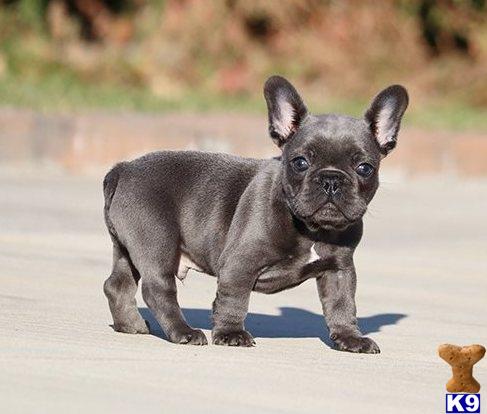 a small black french bulldog dog