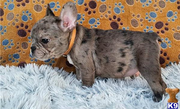 a french bulldog dog on a couch