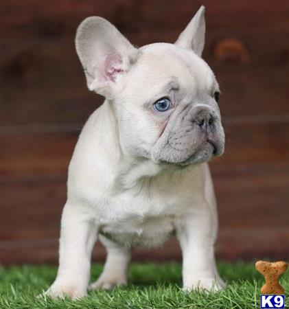 a small french bulldog dog standing on grass