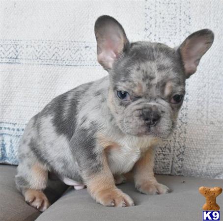 a small french bulldog puppy on a couch