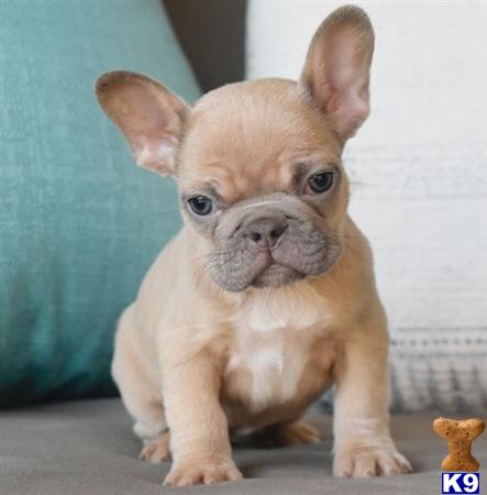 a small french bulldog dog sitting