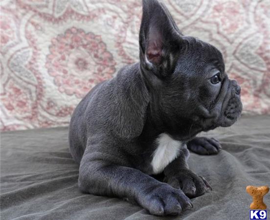 a french bulldog dog lying on the floor