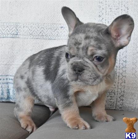 a small french bulldog dog sitting