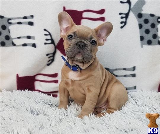 a french bulldog dog sitting on a carpet