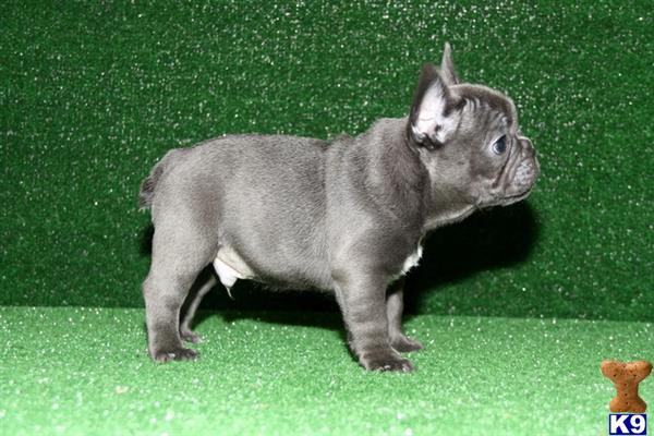 a grey rabbit on a green surface