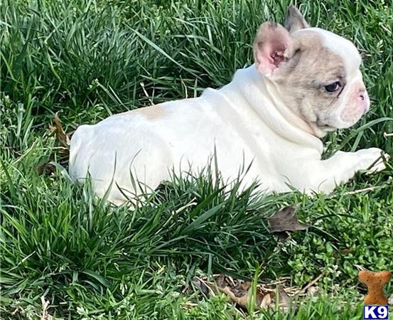 a french bulldog dog lying in the grass